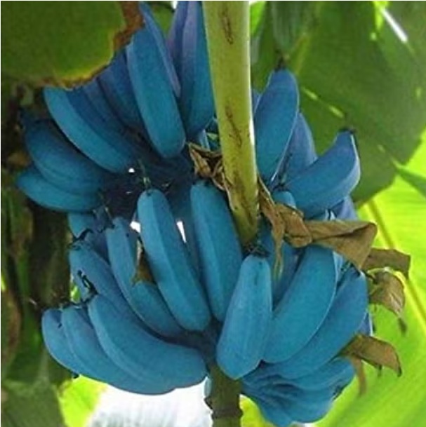 Blue Java Banana Plant